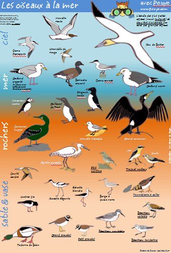 Identification et comptage des oiseaux d’eau en Afrique EFG